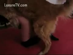 Bored slutwife groaning as her dog fucks her supplementary fast